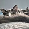 cat, animal, pet, feline, ears, eyes, fur, blurred, soft, cozy, resting, indoor, closeup, whiskers, gray, black, white, curious, lying_down, background