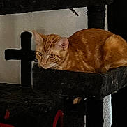 Bree joined the competition — help win amazing prizes! animal, black_fabric, cat, cat_tree, contemplative, cute, domestic_cat, ears, feline, fur, furniture, household, indoor, mammal, orange_tabby, pet, relaxed, resting, sitting, whiskers