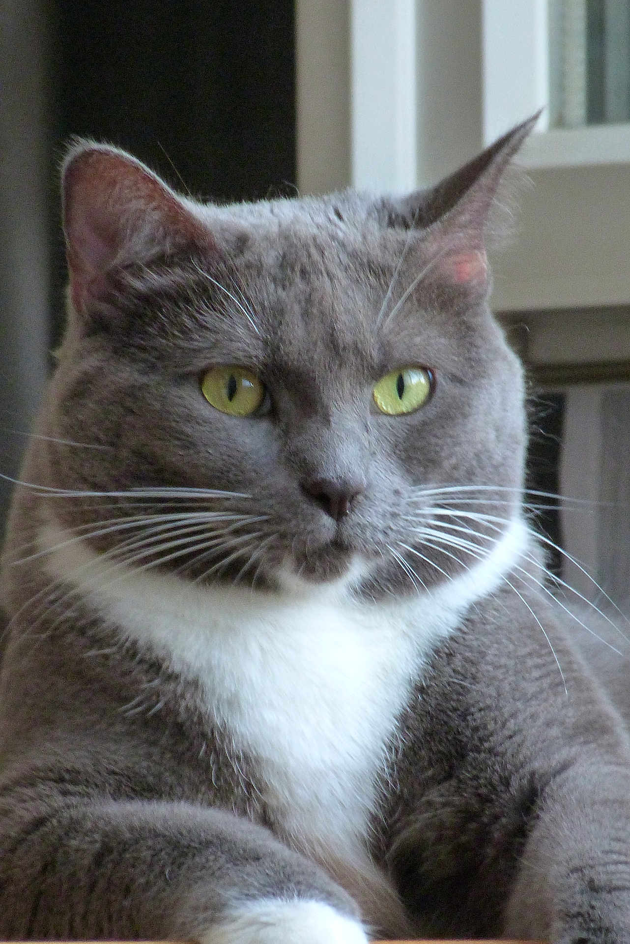 Minouche a rejoint le concours — aidez-le/la à gagner de superbes lots ! cat, gray_cat, white_fur, yellow_eyes, whiskers, indoor, pet, feline, closeup, animal, ears, fur, mammal, portrait, relaxed, domestic_cat, cute, face, sitting, alert