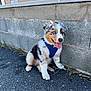 Aïko a rejoint le concours — aidez-le/la à gagner de superbes lots ! puppy, dog, blue_eyes, harness, sitting, happy, tongue_out, outdoor, wall, pavement, fur, pet, canine, animal, young_dog, playful, cute, small_dog, nature, sunlight