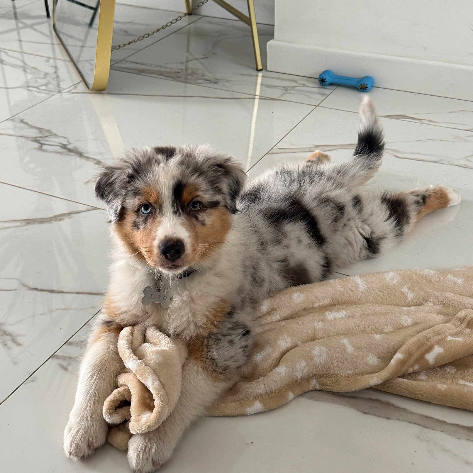Aïko participe au concours pour gagner de l'argent avec cette photo : animal, australian_shepherd, black, blanket, blue_toy, brown, collar, cute, dog, floor, fur, indoor, laying_down, marble_floor, pet, puppy, resting, tan, toy, white