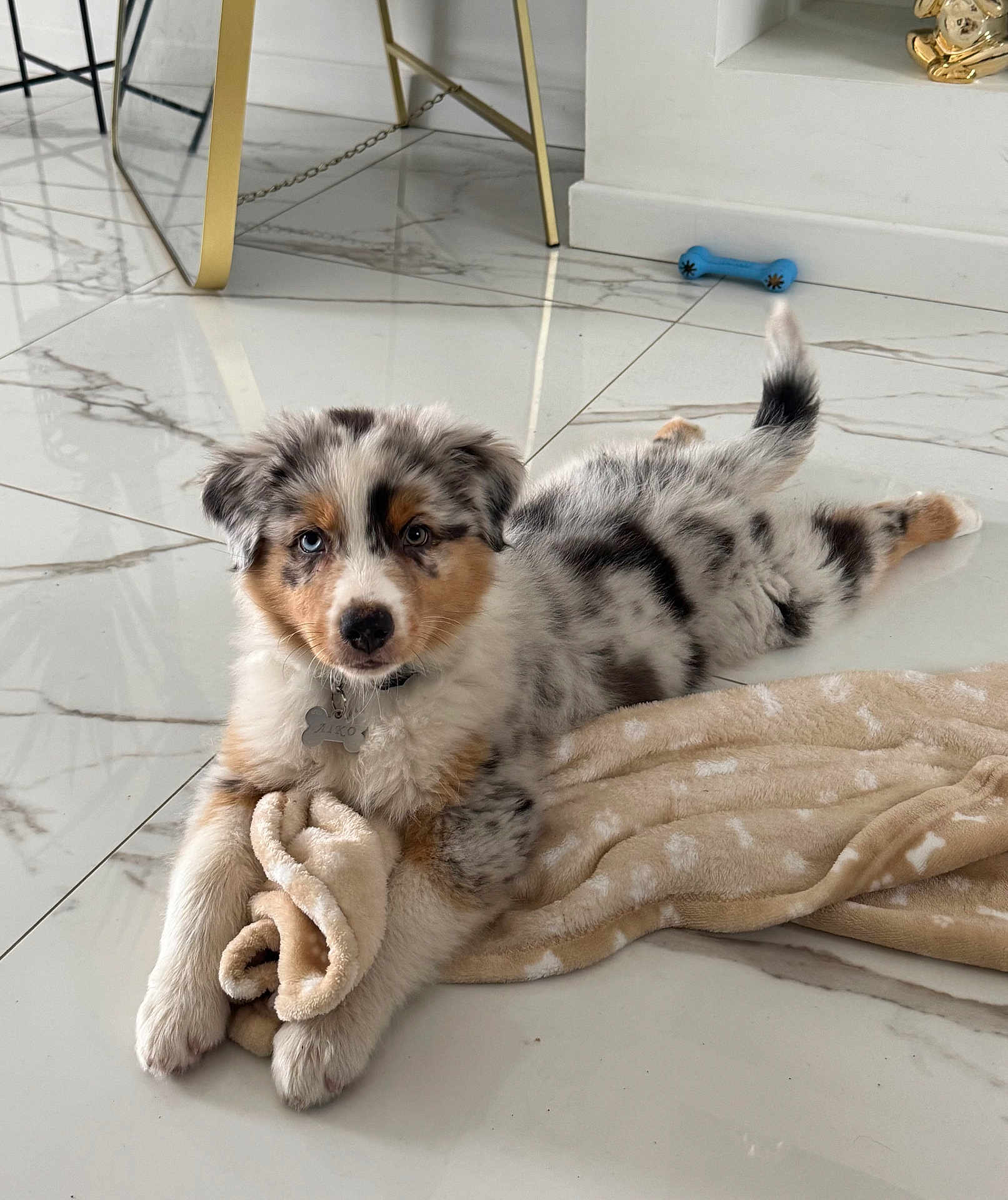 Aïko participe au concours pour gagner de l'argent avec cette photo : puppy, dog, australian_shepherd, blanket, floor, marble_floor, indoor, toy, blue_toy, fur, cute, pet, collar, animal, resting, laying_down, white, brown, black, tan