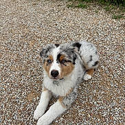Aïko a rejoint le concours — aidez-le/la à gagner de superbes lots ! dog, puppy, australian_shepherd, blue_eyes, fur, gravel, outdoor, grass, flowers, lying_down, pet, animal, cute, nature, young, portrait, relaxed, attention, colorful_fur, collar