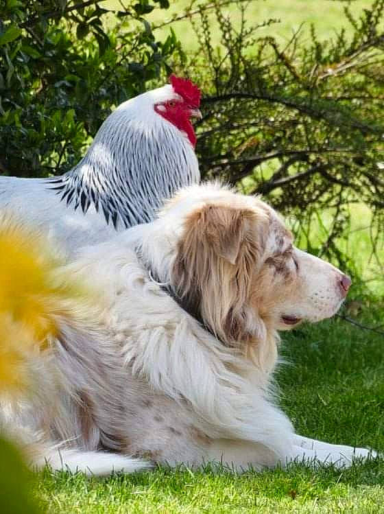 Baloo a rejoint le concours — aidez-le/la à gagner de superbes lots ! bird, canidae, carnivore, chicken, comb, companion_dog, dog, dog_breed, fowl, fur, galliformes, grass, gun_dog, livestock, plant, poultry, sporting_group, tree, working_dog
