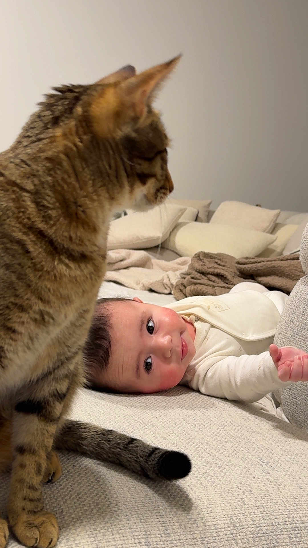 Simo participe au concours pour gagner de l'argent avec cette photo : baby, cat, tabby_cat, indoor, couch, blanket, pillow, cozy, curious_cat, infant, face, fur, resting, soft_lighting, home, pet, child, relaxing, smiling, furniture