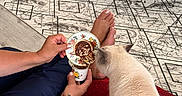 şişko a rejoint le concours — aidez-le/la à gagner de superbes lots ! cat, coffee, couch, cozy, cup, curious_cat, floor, foot, hand, indoor, modern_interior, patterned_rug, person, red_couch, relaxation, rug, saucer, table, tattoo, white_table