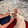 şişko a rejoint le concours — aidez-le/la à gagner de superbes lots ! cat, person, hand, foot, cup, saucer, coffee, couch, red_couch, rug, patterned_rug, table, white_table, floor, tattoo, indoor, curious_cat, relaxation, modern_interior, cozy