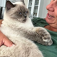 şişko a rejoint le concours — aidez-le/la à gagner de superbes lots ! cat, person, indoor, furniture, cabinet, smiling, holding, fluffy, blue_eyes, face, hand, green_shirt, home, cozy, animal, pet, expression, closeup, fur, relaxed