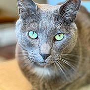 Ash joined the competition — help win amazing prizes! cat, gray_cat, green_eyes, whiskers, close_up, portrait, feline, domestic_cat, ears, nose, fur, eyes, gaze, sitting, indoor, shallow_depth_of_field, blurred_background, whisker_detail, muzzle, pet