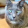 cat, gray_cat, green_eyes, whiskers, close_up, portrait, feline, domestic_cat, ears, nose, fur, eyes, gaze, sitting, indoor, shallow_depth_of_field, blurred_background, whisker_detail, muzzle, pet