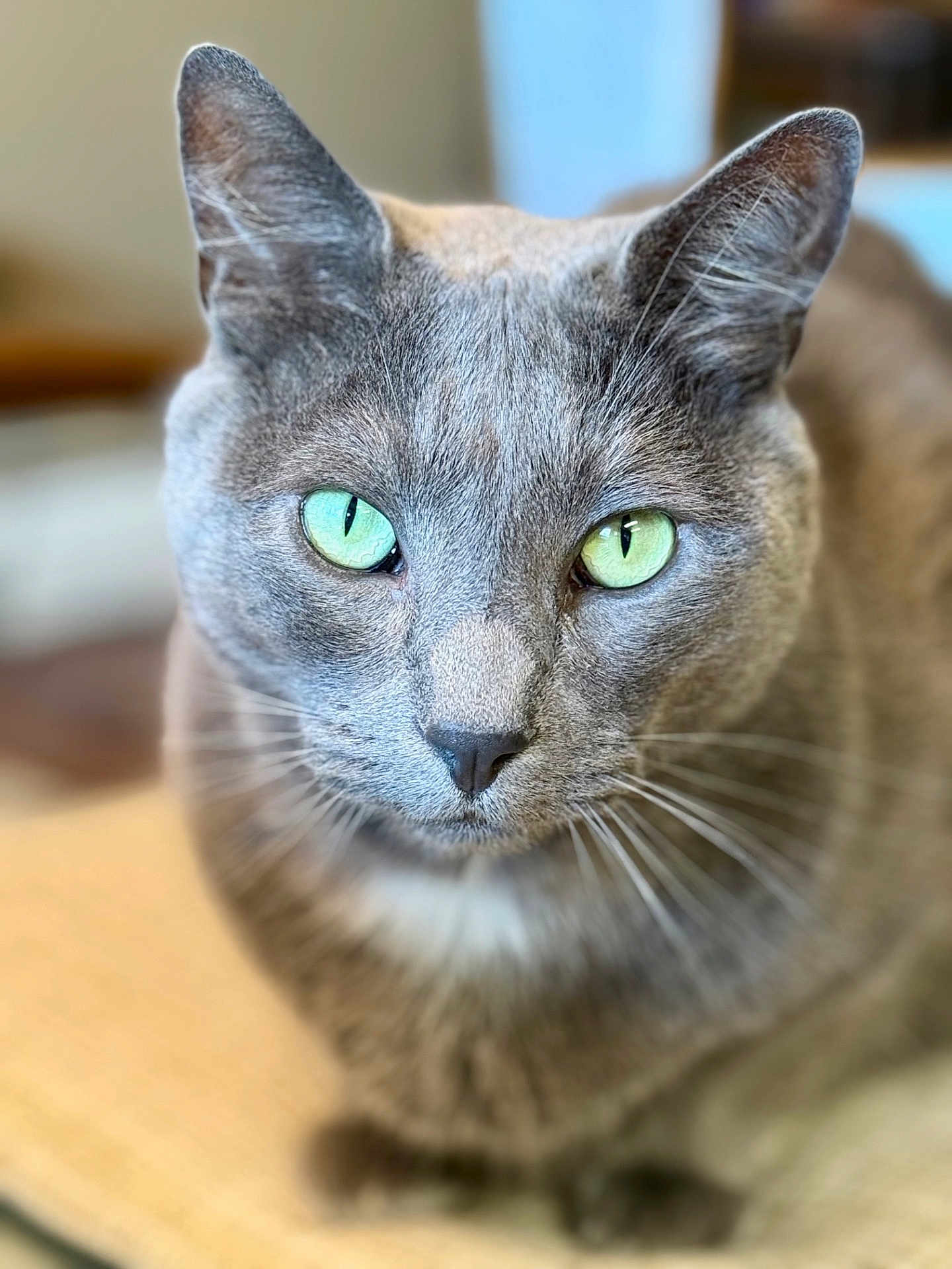 Ash joined the competition — help win amazing prizes! cat, gray_cat, green_eyes, whiskers, close_up, portrait, feline, domestic_cat, ears, nose, fur, eyes, gaze, sitting, indoor, shallow_depth_of_field, blurred_background, whisker_detail, muzzle, pet