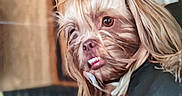 Bailee is registered to the contest to win money with this photo: dog, pet, animal, portrait, indoors, hairstyle, funny, cute, domestic, cabinet, fur, face, expression, brown, hair_tie, looking, muzzle, background, room, canine