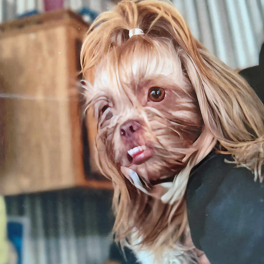 Bailee