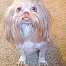 Bailee is registered to the contest to win money with this photo: dog, small_dog, long_hair, hair_tie, cute, pet, carpet, indoor, looking_up, funny_expression, underbite, white_fur, brown_fur, animal, domestic_animal, friendly, companion, canine, fur, face