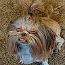 dog, small_dog, long_hair, topknot, funny_expression, carpet, pet, cute, smiling, animal, fur, ears, teeth, tongue, indoor, mammal, companion, playful, adorable, friendly