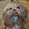 Bailee is registered to the contest to win money with this photo: dog, fluffy, carpet, topknot, fur, pet, cute, smile, indoors, animal, beard, small_dog, brown, white, face, eyes, nose, mouth, standing, furry