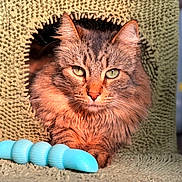 Aggie is registered to the contest to win money with this photo: cat, fluffy, green_eyes, toy, blue_toy, textured_fabric, cozy, pet, indoor, close_up, feline, curious, resting, home, fur, animal, cute, playful, portrait, relaxed