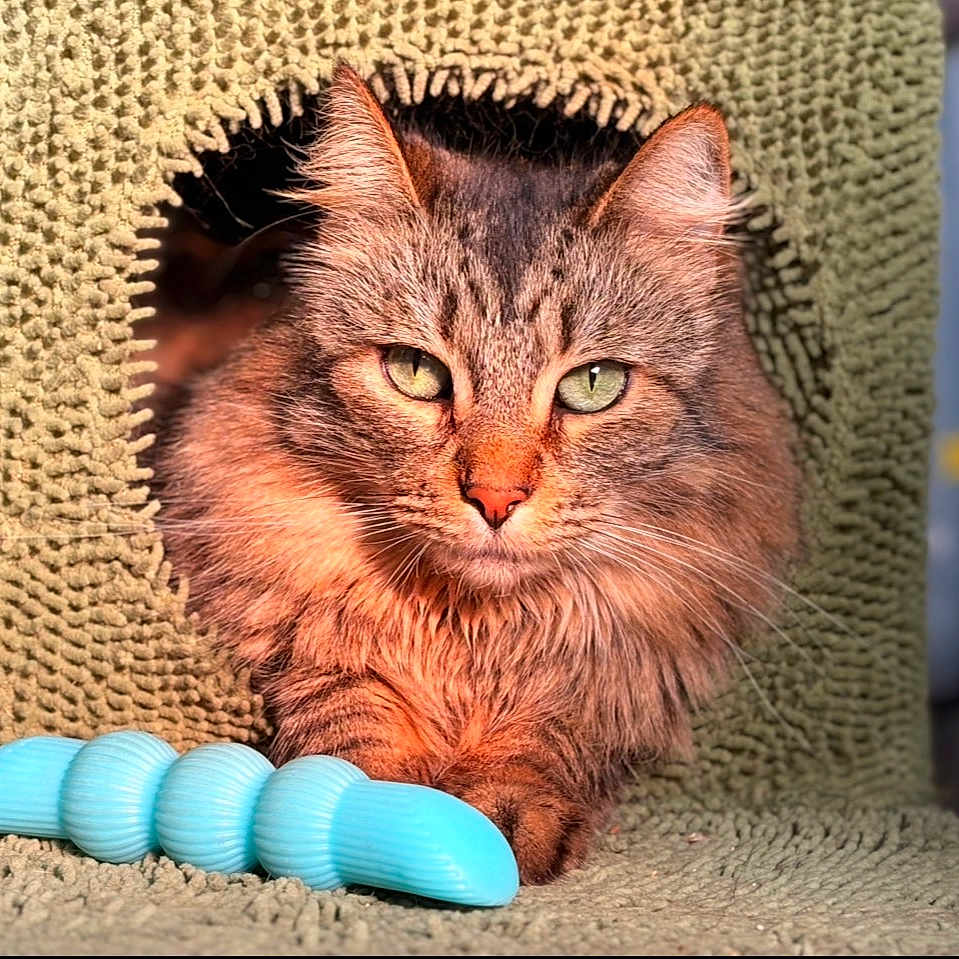 Aggie is registered to the contest to win money with this photo: cat, fluffy, green_eyes, toy, blue_toy, textured_fabric, cozy, pet, indoor, close_up, feline, curious, resting, home, fur, animal, cute, playful, portrait, relaxed