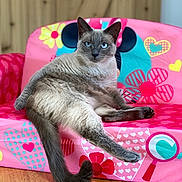 Pearl joined the competition — help win amazing prizes! cat, siamese_cat, pet, animal, feline, blue_eyes, pink_chair, childrens_furniture, heart_pattern, flower_pattern, wooden_floor, indoor, relaxed, sitting, furry, cute, domestic, playful, colorful, closeup
