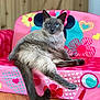 cat, siamese_cat, pet, animal, feline, blue_eyes, pink_chair, childrens_furniture, heart_pattern, flower_pattern, wooden_floor, indoor, relaxed, sitting, furry, cute, domestic, playful, colorful, closeup