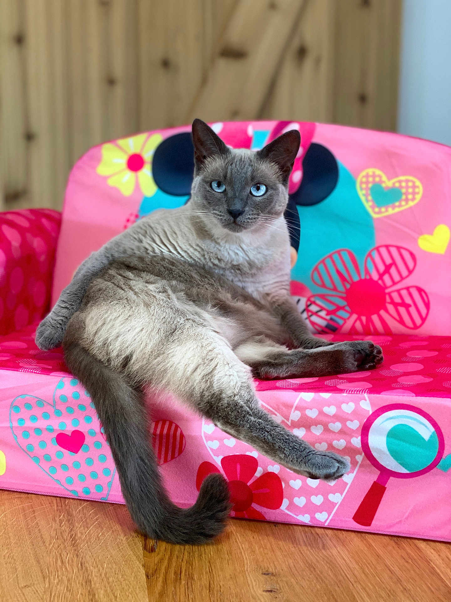 Pearl joined the competition — help win amazing prizes! cat, siamese_cat, pet, animal, feline, blue_eyes, pink_chair, childrens_furniture, heart_pattern, flower_pattern, wooden_floor, indoor, relaxed, sitting, furry, cute, domestic, playful, colorful, closeup