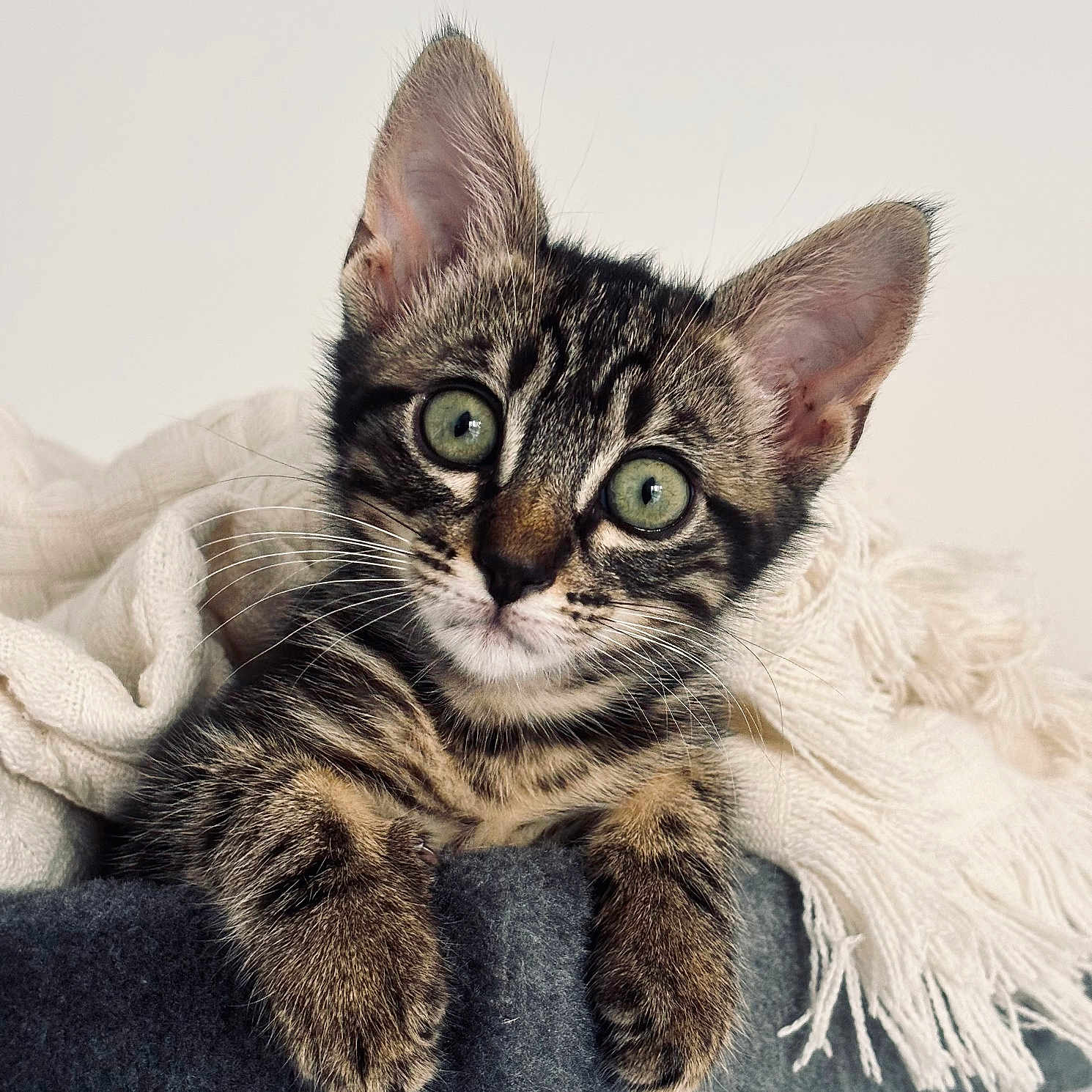 Perle participe au concours pour gagner de l'argent avec cette photo : kitten, cat, tabby, green_eyes, whiskers, ears, paws, blanket, knitted_throw, cozy, cute, curious, pet, feline, indoor, soft_texture, close_up, animal, young_cat, resting