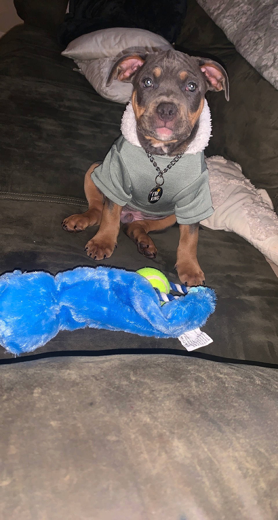 Deuce joined the competition — help win amazing prizes! adventure, blue, canidae, carnivore, companion_dog, dog, dog_breed, dog_clothes, dog_supply, electric_blue, fawn, guard_dog, personal_protective_equipment, sitting, snout, sporting_group, t_shirt, whiskers, working_animal, working_dog