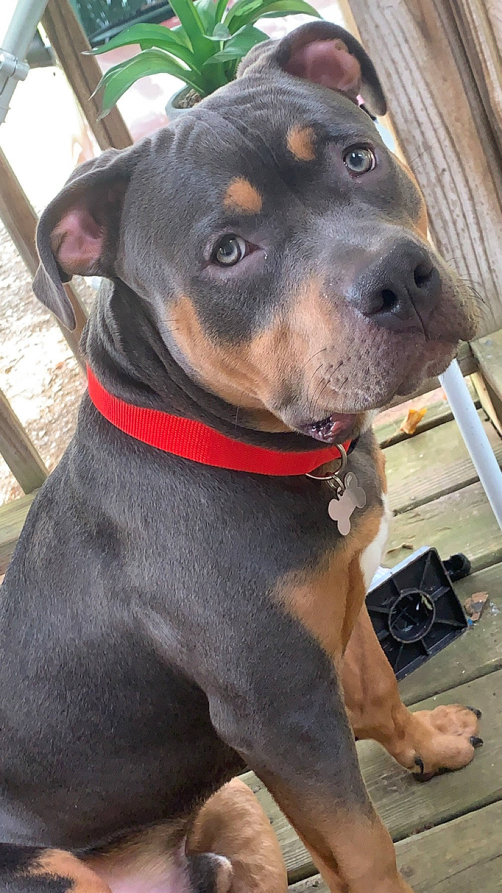 Deuce is registered to the contest to win money with this photo: carnivore, collar, companion_dog, dog, dog_breed, dog_collar, dog_supply, fashion_accessory, fawn, fur, guard_dog, leash, lifejacket, liver, pet_supply, rottweiler, snout, sporting_group, whiskers, working_animal