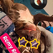 Remy Ma joined the competition — help win amazing prizes! dog, pet, brown_dog, upside_down, lying_down, smiling, open_mouth, teeth, star_shaped_glasses, funny, playful, indoor, blanket, couch, relaxed, portrait, close_up, music_graphic, text_overlay, greeting