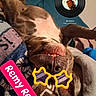 dog, pet, brown_dog, upside_down, lying_down, smiling, open_mouth, teeth, star_shaped_glasses, funny, playful, indoor, blanket, couch, relaxed, portrait, close_up, music_graphic, text_overlay, greeting
