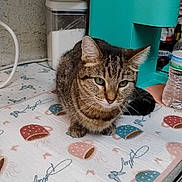 Sandy joined the competition — help win amazing prizes! cat, tabby_cat, kitchen, countertop, coffee_maker, water_bottle, container, sugar, cloth, pattern, tea_cups, domestic_animal, pet, indoor, feline, close_up, resting, cute, curious, household