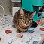 cat, tabby_cat, kitchen, countertop, coffee_maker, water_bottle, container, sugar, cloth, pattern, tea_cups, domestic_animal, pet, indoor, feline, close_up, resting, cute, curious, household