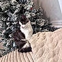 kitten, cat, black_and_white, fluffy, blanket, cozy, christmas_tree, artificial_tree, snow_flocked, indoor, curious, pet, feline, soft_texture, holiday, decor, warm, cute, animal, resting