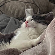 Rose joined the competition — help win amazing prizes! cat, fluffy, black_and_white, pet, sleeping, blanket, cozy, indoor, fur, relaxed, cute, animal, whiskers, pink_nose, soft, resting, comfort, domestic, closeup, nap