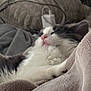 cat, fluffy, black_and_white, pet, sleeping, blanket, cozy, indoor, fur, relaxed, cute, animal, whiskers, pink_nose, soft, resting, comfort, domestic, closeup, nap