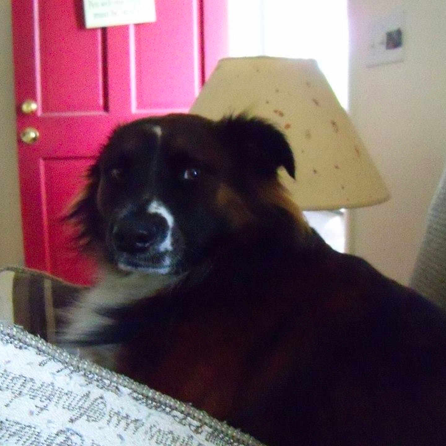 Gizmo
