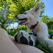Snow participe au concours pour gagner de l'argent avec cette photo : dog, white_dog, paw, grass, tree, greenery, blue_sky, sunny_day, outdoor, nature, pet, canine, collar, happy, relaxed, fur, animal, summer, park, person_leg