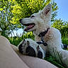 dog, white_dog, paw, grass, tree, greenery, blue_sky, sunny_day, outdoor, nature, pet, canine, collar, happy, relaxed, fur, animal, summer, park, person_leg