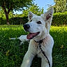 Snow a rejoint le concours — aidez-le/la à gagner de superbes lots ! dog, white_dog, grass, outdoor, sunny, blue_sky, tree, leash, pet, canine, nature, happy, tongue_out, fur, playful, summer, greenery, animal, collar, resting