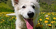 Snow a rejoint le concours — aidez-le/la à gagner de superbes lots ! animal, blue_sky, canine, close_up, dandelions, dog, field, flowers, grass, greenery, happy, nature, outdoor, playful, puppy, running, spring, sunny, tongue_out, white_dog