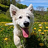 Snow a rejoint le concours — aidez-le/la à gagner de superbes lots ! dog, white_dog, puppy, grass, dandelions, flowers, outdoor, nature, spring, blue_sky, sunny, happy, tongue_out, running, playful, close_up, greenery, field, canine, animal