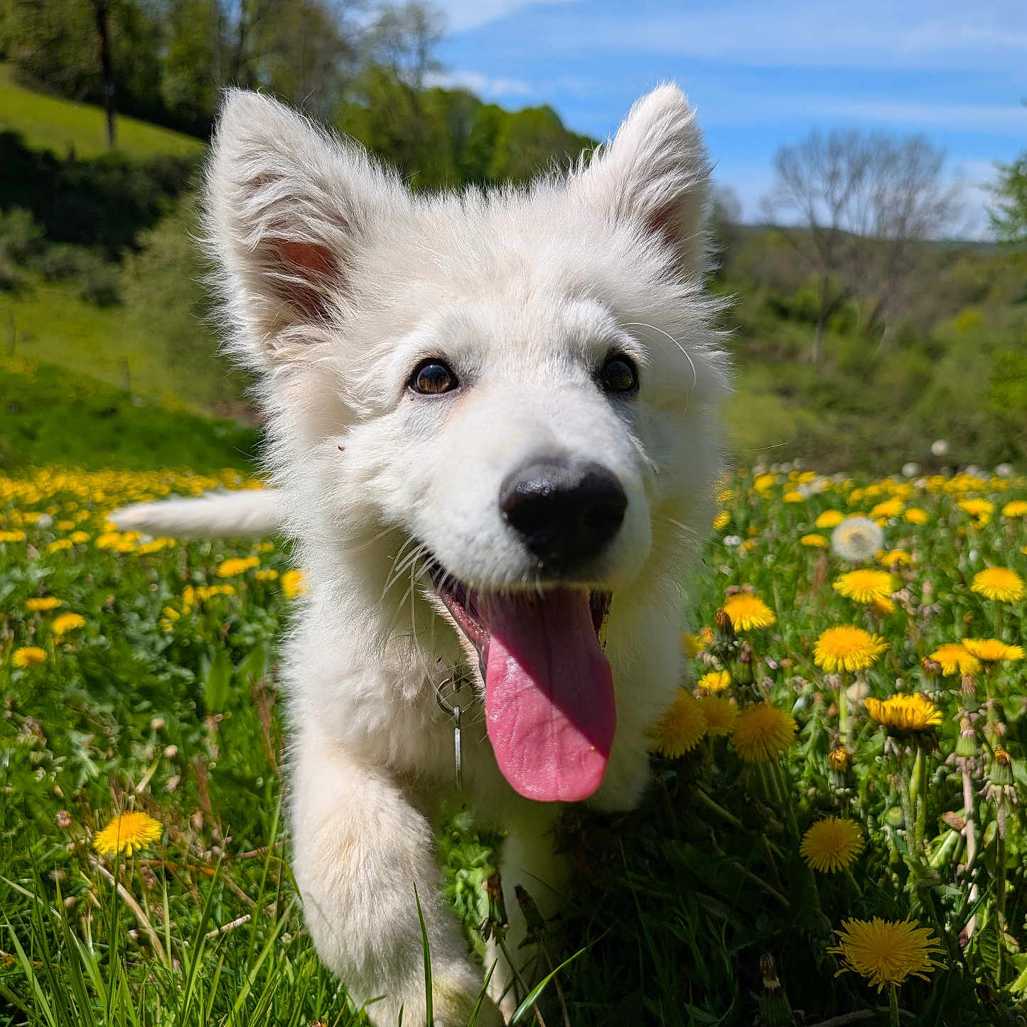 Snow a rejoint le concours — aidez-le/la à gagner de superbes lots ! dog, white_dog, puppy, grass, dandelions, flowers, outdoor, nature, spring, blue_sky, sunny, happy, tongue_out, running, playful, close_up, greenery, field, canine, animal