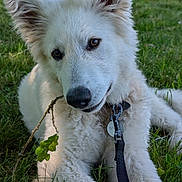 Snow participe au concours pour gagner de l'argent avec cette photo : animal, canine, collar, cute, daylight, dog, ears, fur, grass, leaf, leash, nature, outdoor, park, pet, playing, relaxed, summer, twig, white_dog