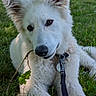 dog, white_dog, grass, outdoor, park, leash, leaf, twig, pet, canine, playing, summer, nature, animal, fur, ears, collar, daylight, relaxed, cute
