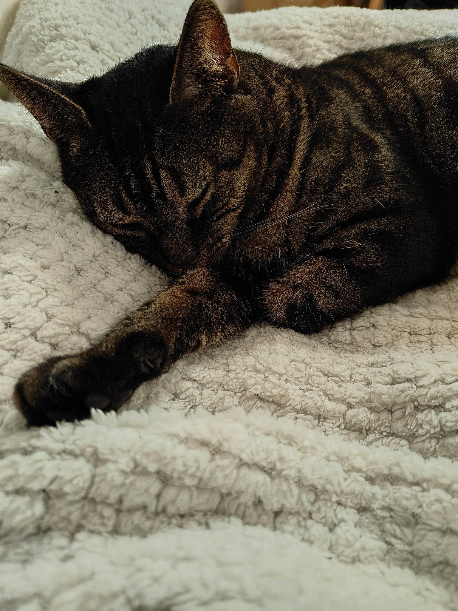 Pixie a rejoint le concours — aidez-le/la à gagner de superbes lots ! carnivore, cat, claw, comfort, domestic_short_haired_cat, eye, fawn, felidae, flooring, fur, grey, paw, small_to_medium_sized_cats, snout, tail, terrestrial_animal, tree, whiskers, wildlife, wood