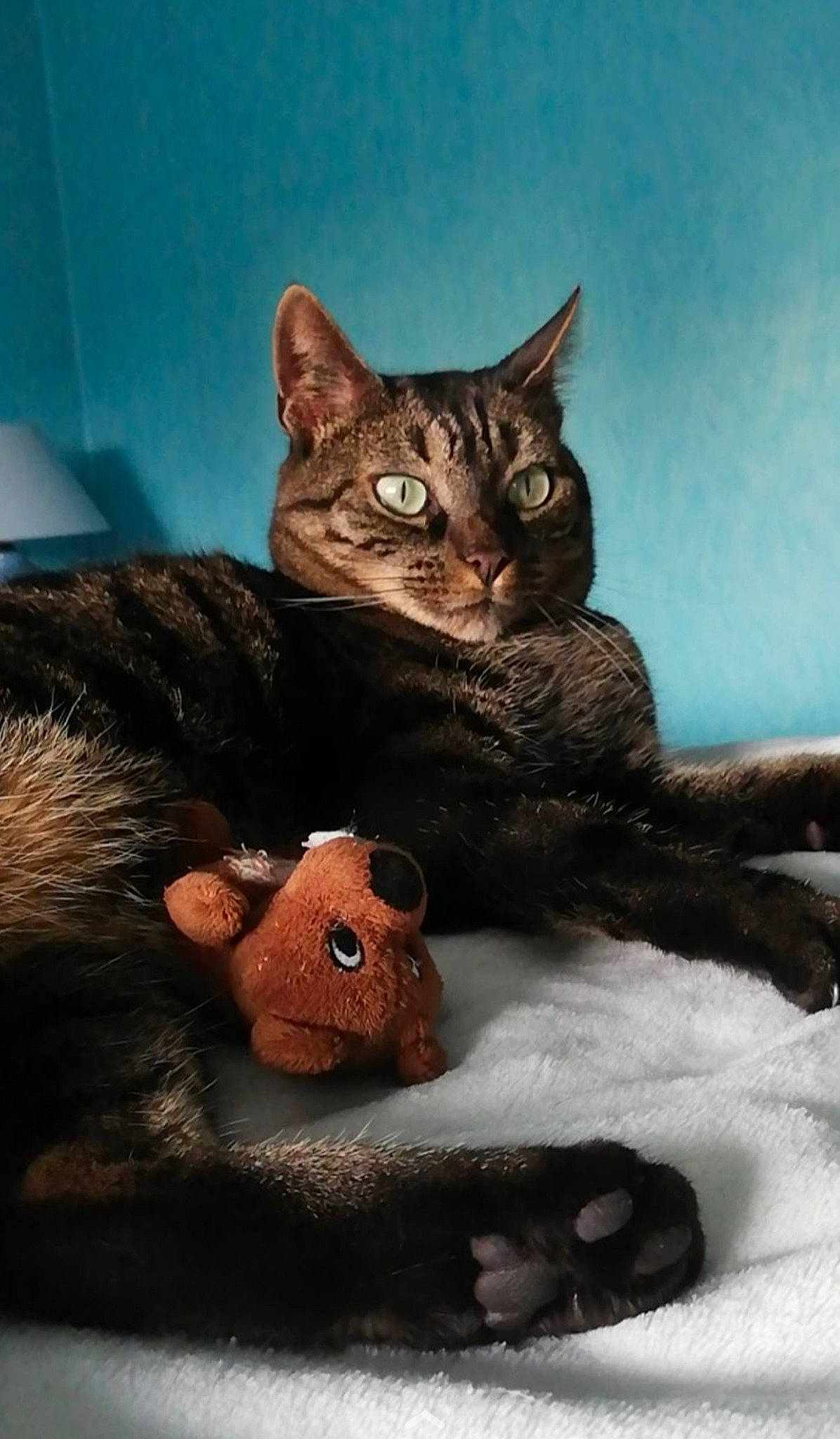 Pixie participe au concours pour gagner de l'argent avec cette photo : art, brown, carnivore, cat, cat_supply, comfort, domestic_short_haired_cat, fawn, felidae, fur, organism, paw, small_to_medium_sized_cats, snout, tail, terrestrial_animal, toy, whiskers, wildlife, window