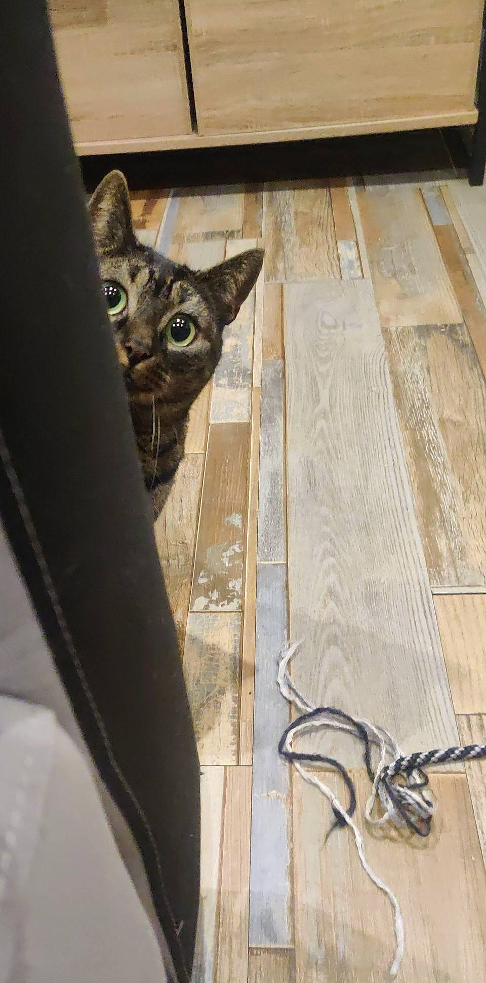 Pixie a rejoint le concours — aidez-le/la à gagner de superbes lots ! carnivore, cat, domestic_short_haired_cat, door, felidae, flooring, fur, hardwood, metal, metalworking_hand_tool, plywood, shadow, small_to_medium_sized_cats, snout, tail, whiskers, window, wire, wood, wood_flooring