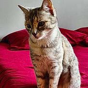 Naya participe au concours pour gagner de l'argent avec cette photo : animal, bed, cat, closeup, cozy, cute, domestic_animal, ears, feline, fur, home, indoor, looking_down, pet, red_bedspread, resting, sitting, soft_light, tabby_cat, whiskers
