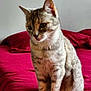 animal, bed, cat, closeup, cozy, cute, domestic_animal, ears, feline, fur, home, indoor, looking_down, pet, red_bedspread, resting, sitting, soft_light, tabby_cat, whiskers