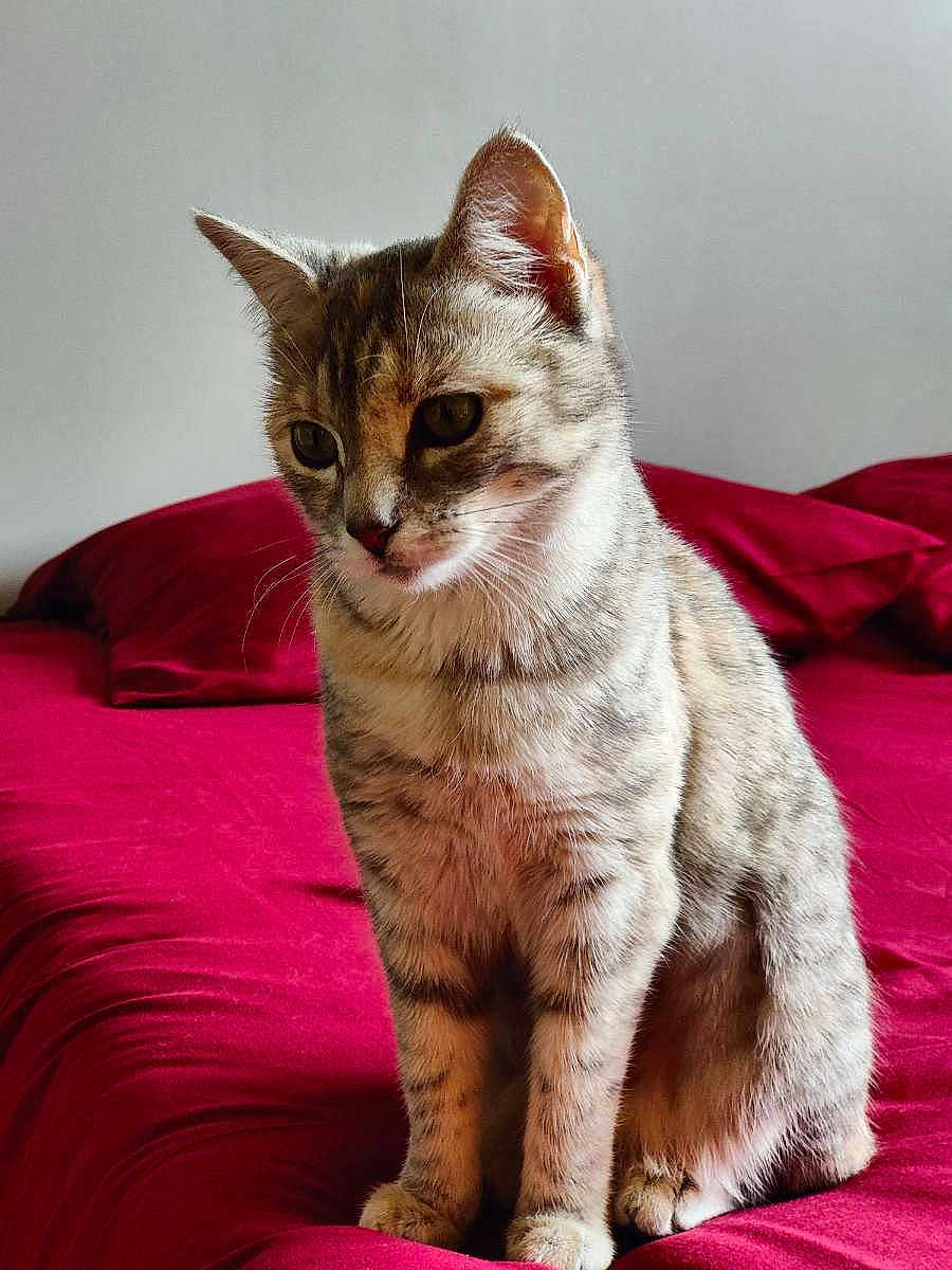 Naya